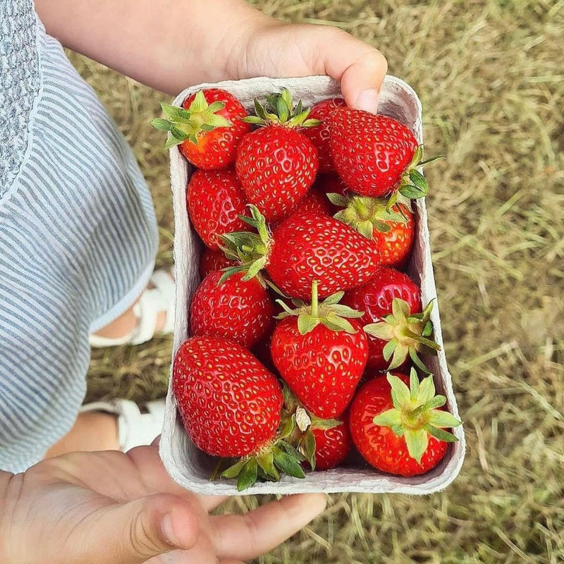 Strawberry Picking (Off Peak)