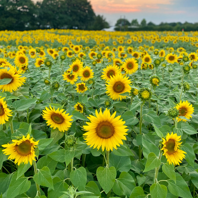Sunflower Trail