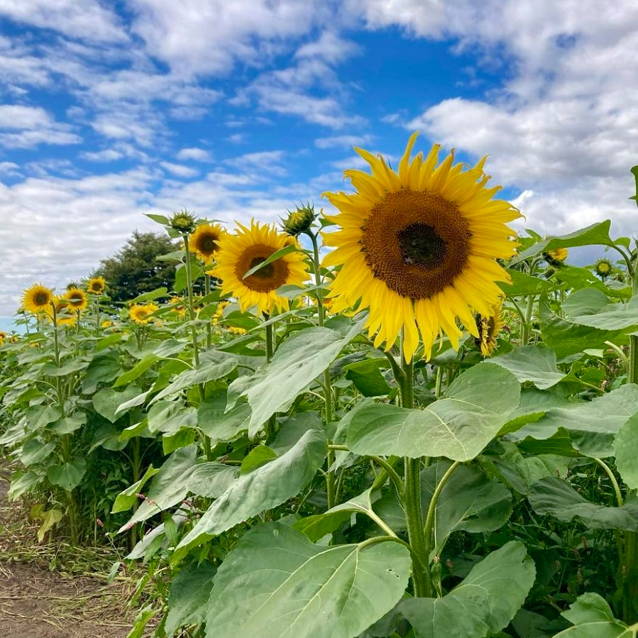 Sunflower Trail 2026